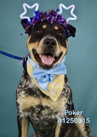 *POKER, an adoptable Australian Cattle Dog in Bakersfield, CA