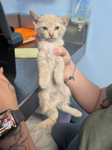 KITTEN 2