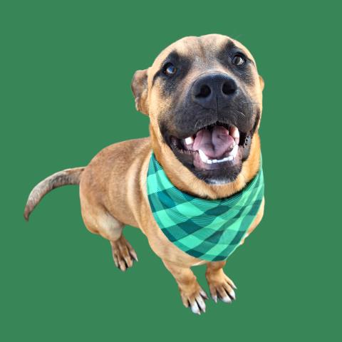 SCOOBY