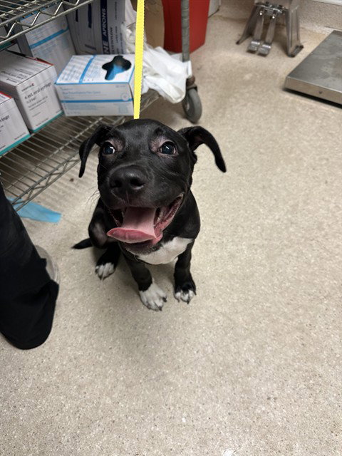 *GERALDO
