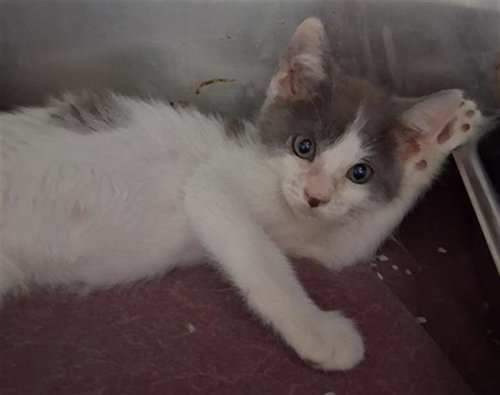 *DAVIE, Baby Domestic Short Hair (medium coat), cat for adoption in Bakersfield, California