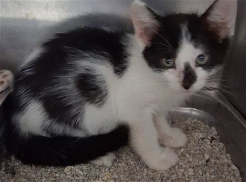 *BRANDY, Baby Domestic Short Hair (medium coat), cat for adoption in Bakersfield, California