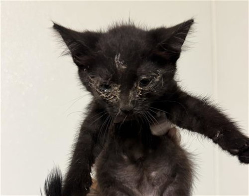 EBONY, an adoptable Domestic Short Hair in Bakersfield, CA