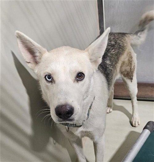 *ZATHURA, an adoptable Siberian Husky in Bakersfield, CA