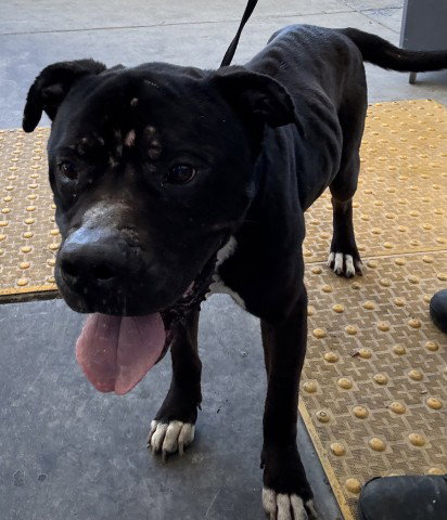 HULK, an adoptable Pit Bull Terrier in Bakersfield, CA