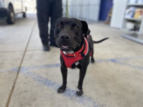 *MIDNIGHT, an adoptable Pit Bull Terrier in Bakersfield, CA