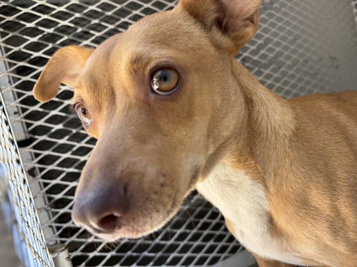 *ROSEY, an adoptable Chihuahua in Bakersfield, CA