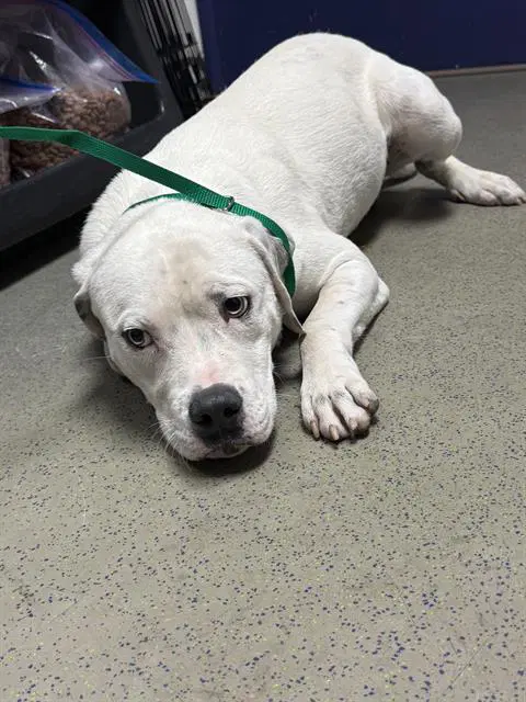 Moose - Pit Bull Terrier