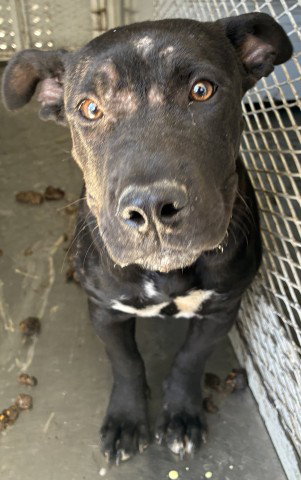 *TWILIGHT, an adoptable Pit Bull Terrier in Bakersfield, CA