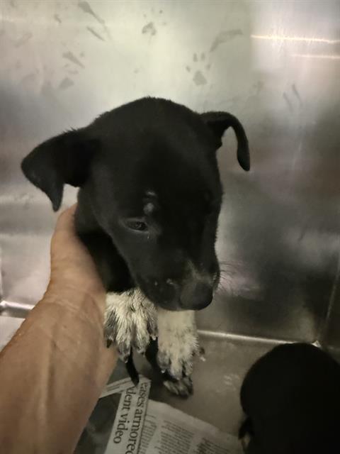 *FRITZ, an adoptable Pit Bull Terrier in Bakersfield, CA