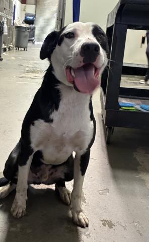 *HONDO, an adoptable Border Collie in Bakersfield, CA