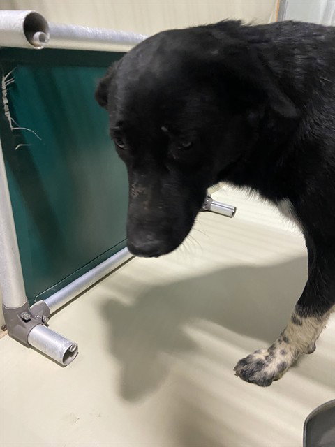 ANNA, an adoptable Border Collie in Bakersfield, CA