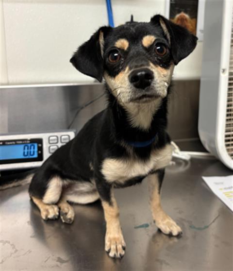 *CHERI LADY, an adoptable Chihuahua in Bakersfield, CA