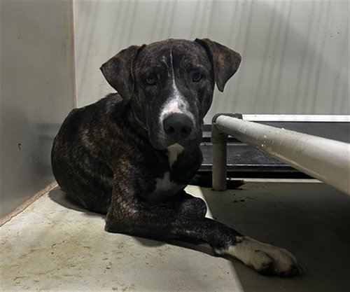 A1253030, an adoptable Pit Bull Terrier in Bakersfield, CA