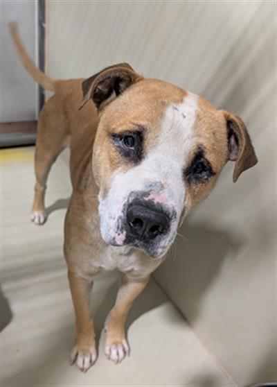 MCCORMAC, an adoptable Pit Bull Terrier in Bakersfield, CA