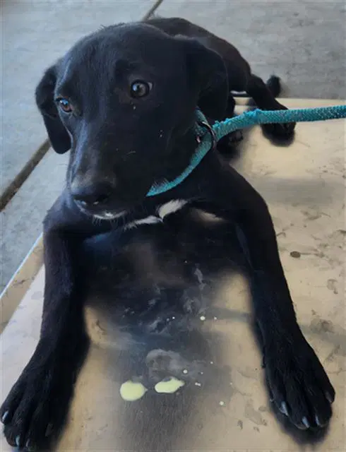 Aphrodite - Border Collie