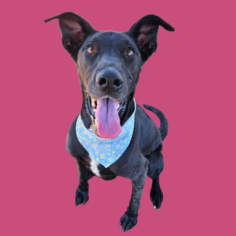 Daisy - Great Dane