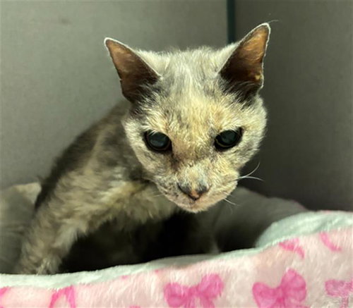 *CLORETTA - Domestic Short Hair for adoption in Bakersfield