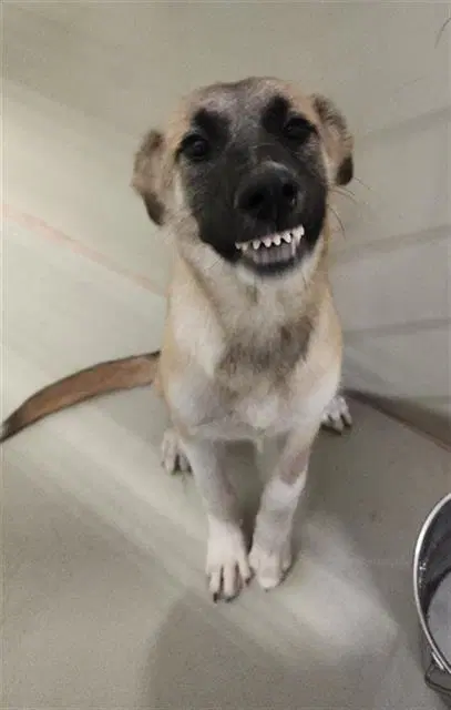 Winnie - German Shepherd Dog