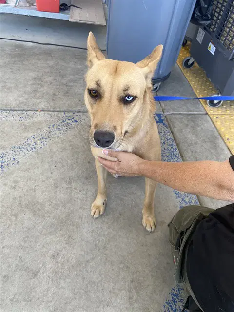 Queenie - Australian Kelpie