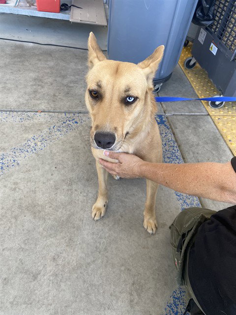 picture of the dog needing adoption