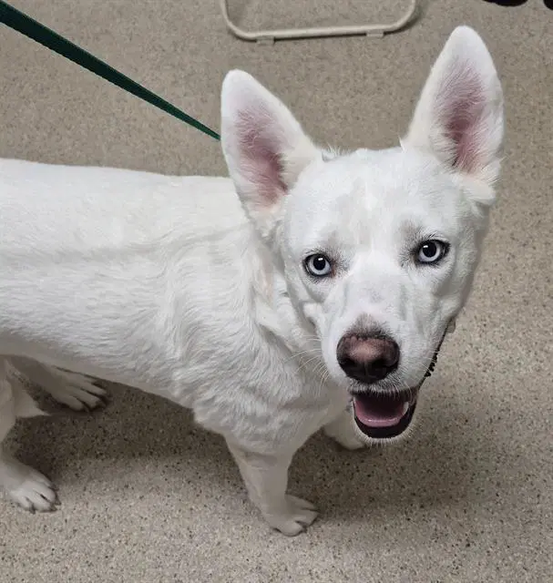Arya - Husky