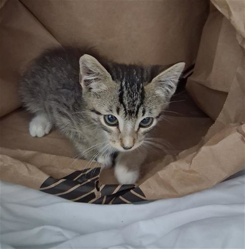 Little Man