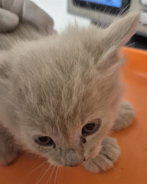 Rufus