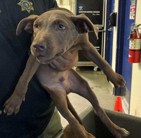 picture of the dog needing adoption