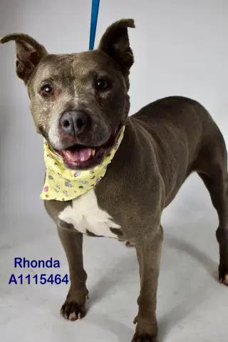 Rhonda - Pit Bull Terrier