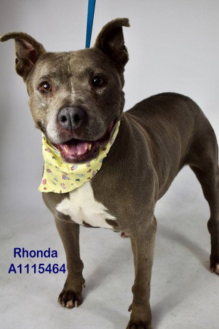 RHONDA