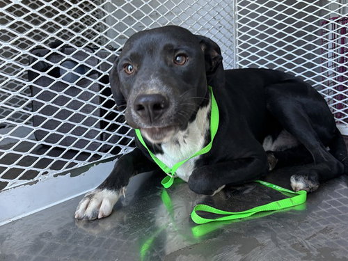 picture of the dog needing adoption