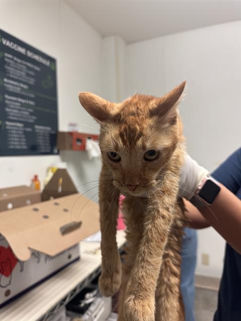 *Garfield