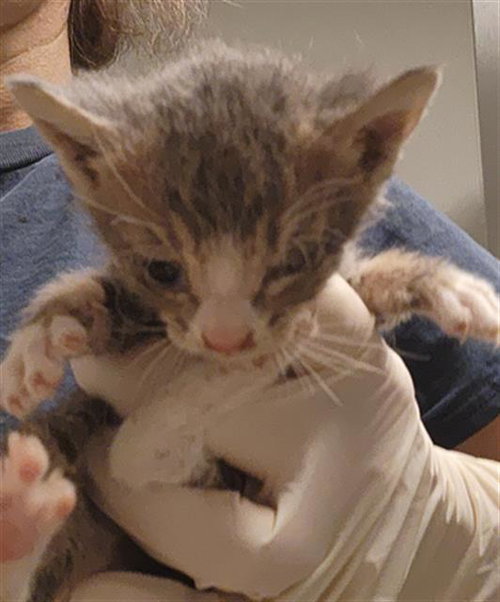 Finn