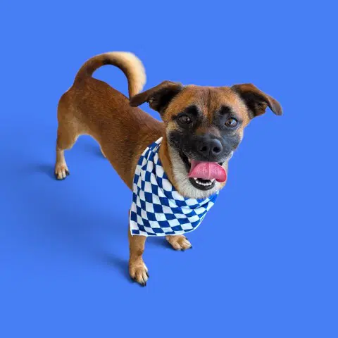 Thatcher - Chihuahua