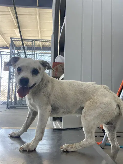 Unknown - Chihuahua