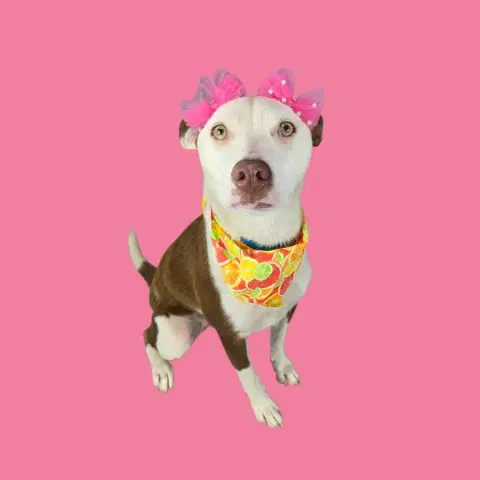 Derpy - Pit Bull Terrier