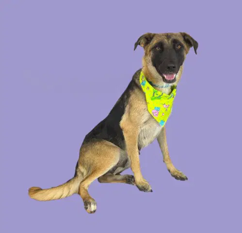 Sheep - German Shepherd Dog