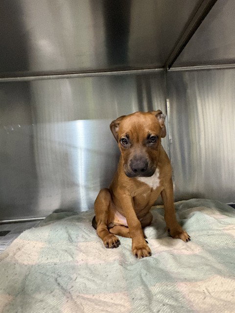 picture of the dog needing adoption