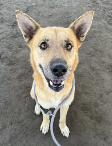 Paris - German Shepherd Dog