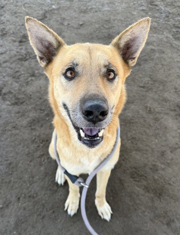 picture of the dog needing adoption