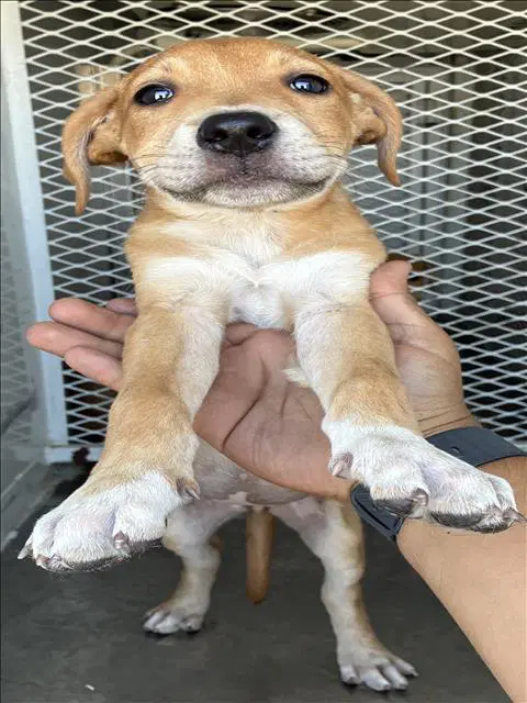 Lyra - Pit Bull Terrier