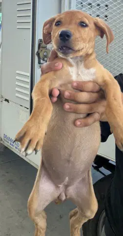 Olive - Pit Bull Terrier