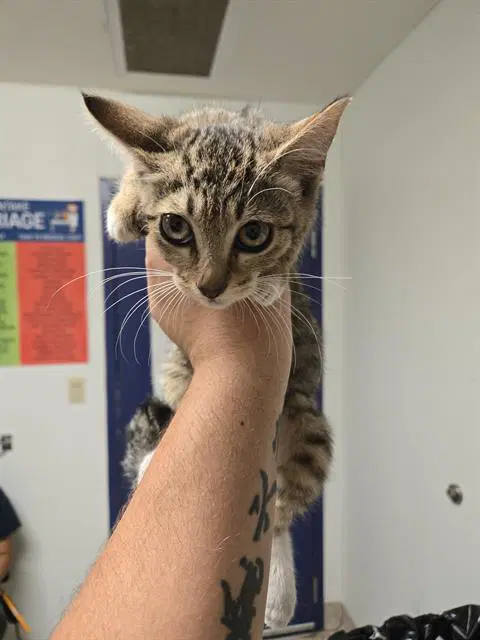 Daro - Domestic Short Hair
