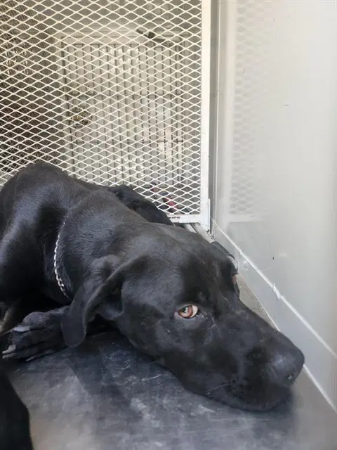 Spooky - Mastiff