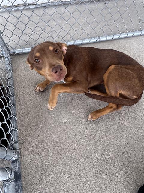picture of the dog needing adoption