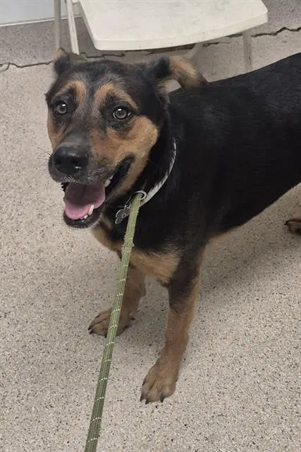 Grace - Rottweiler