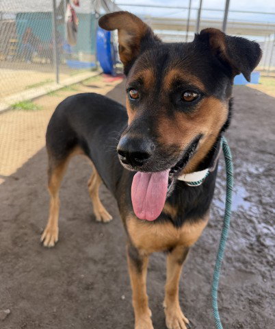 picture of the dog needing adoption