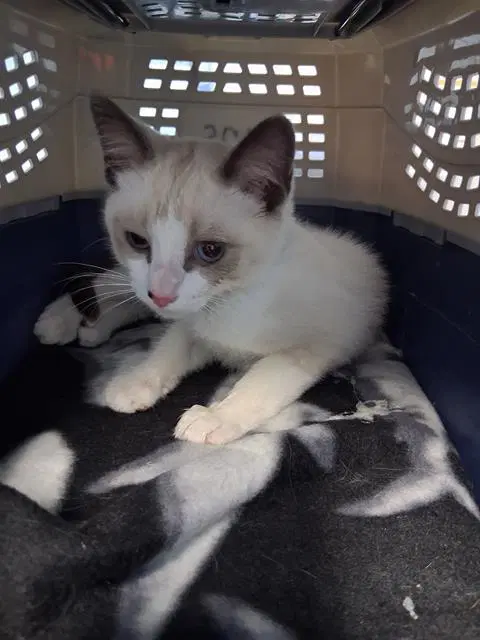 Benedict - Domestic Short Hair