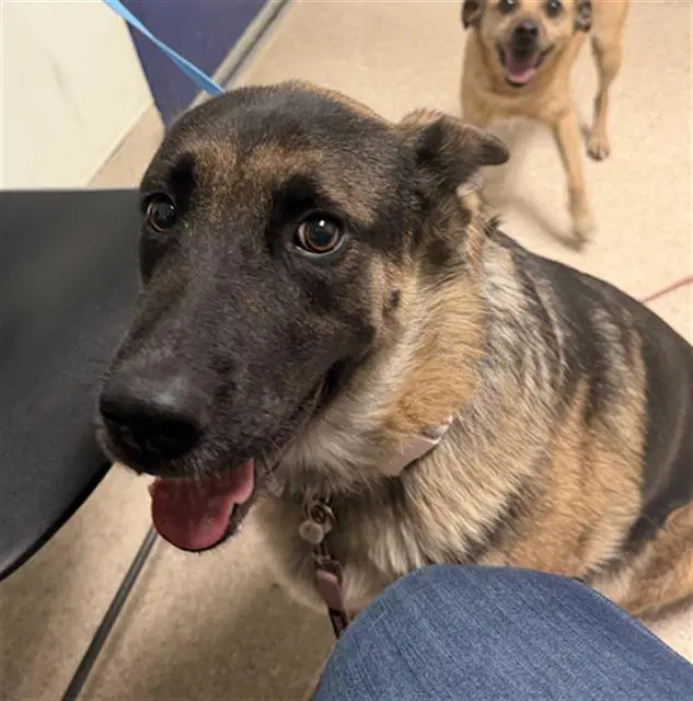 Lexi - German Shepherd Dog